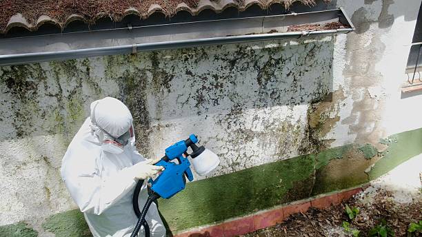 Trusted Black Mold Removal service in Avondale, PA - Cheap Mold Removal